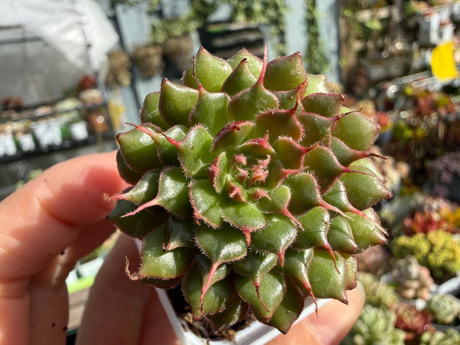 Graptoveria Iona/pot 4cm/vetplant/succulent, Ophalen of Verzenden, Halfschaduw, Minder dan 100 cm