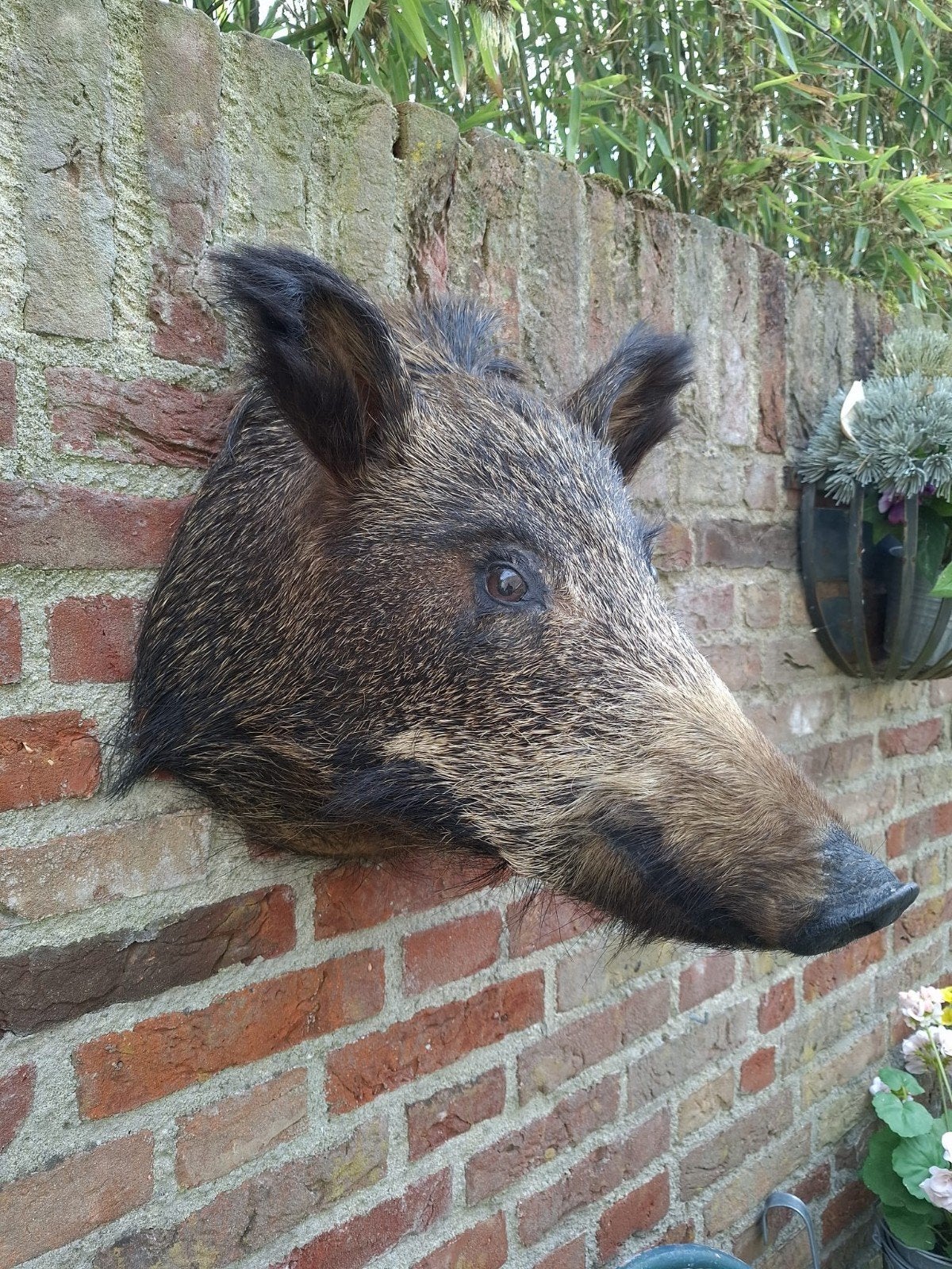 opgezette kop zwijn taxidermy hert jacht gewei veluwe, Ophalen, Wild dier, Opgezet dier