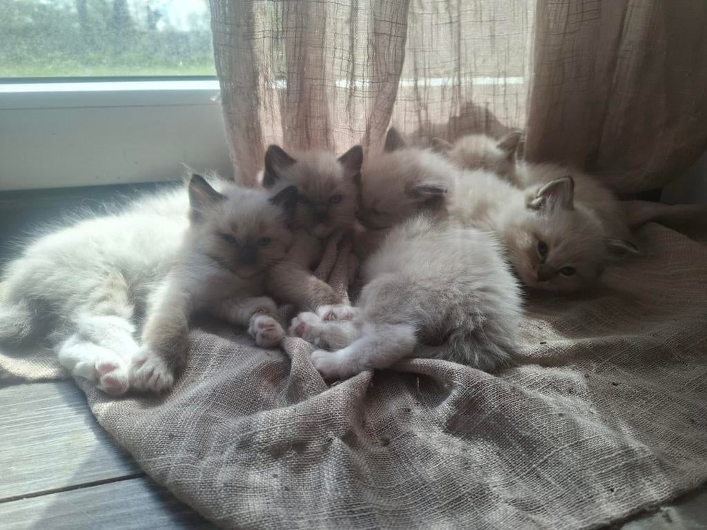Prachtige Ragdoll kittens katers, Kater, Gechipt, 0 tot 2 jaar