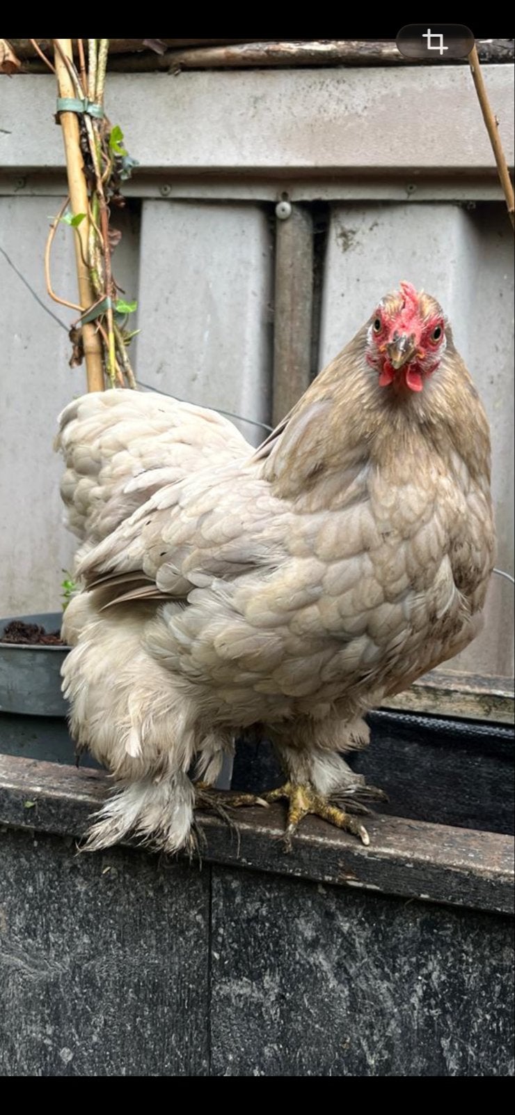 Kip hen cochin vol ras 1 jaar oud veel eieren, Dieren en Toebehoren