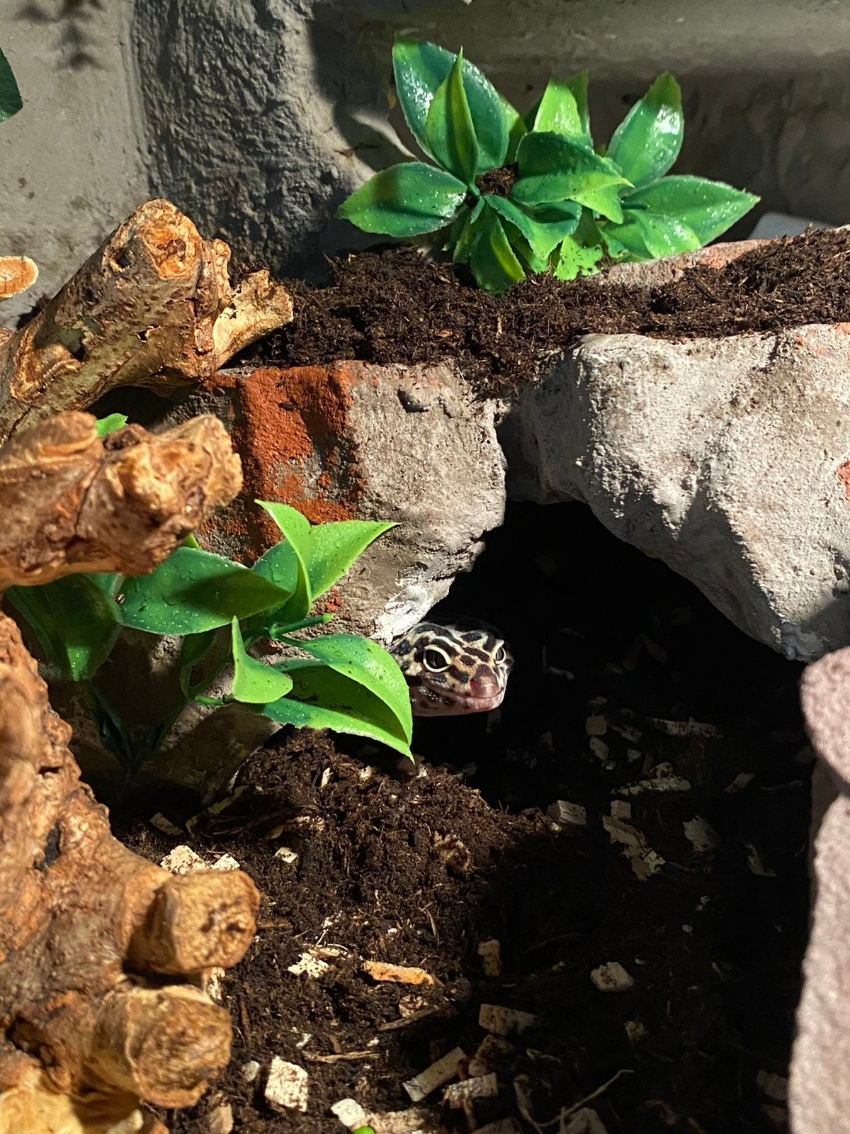 Luipaard gekko incl terrarium + toebehoren 100x55, Hagedis, Met terrarium, 0 tot 2 jaar