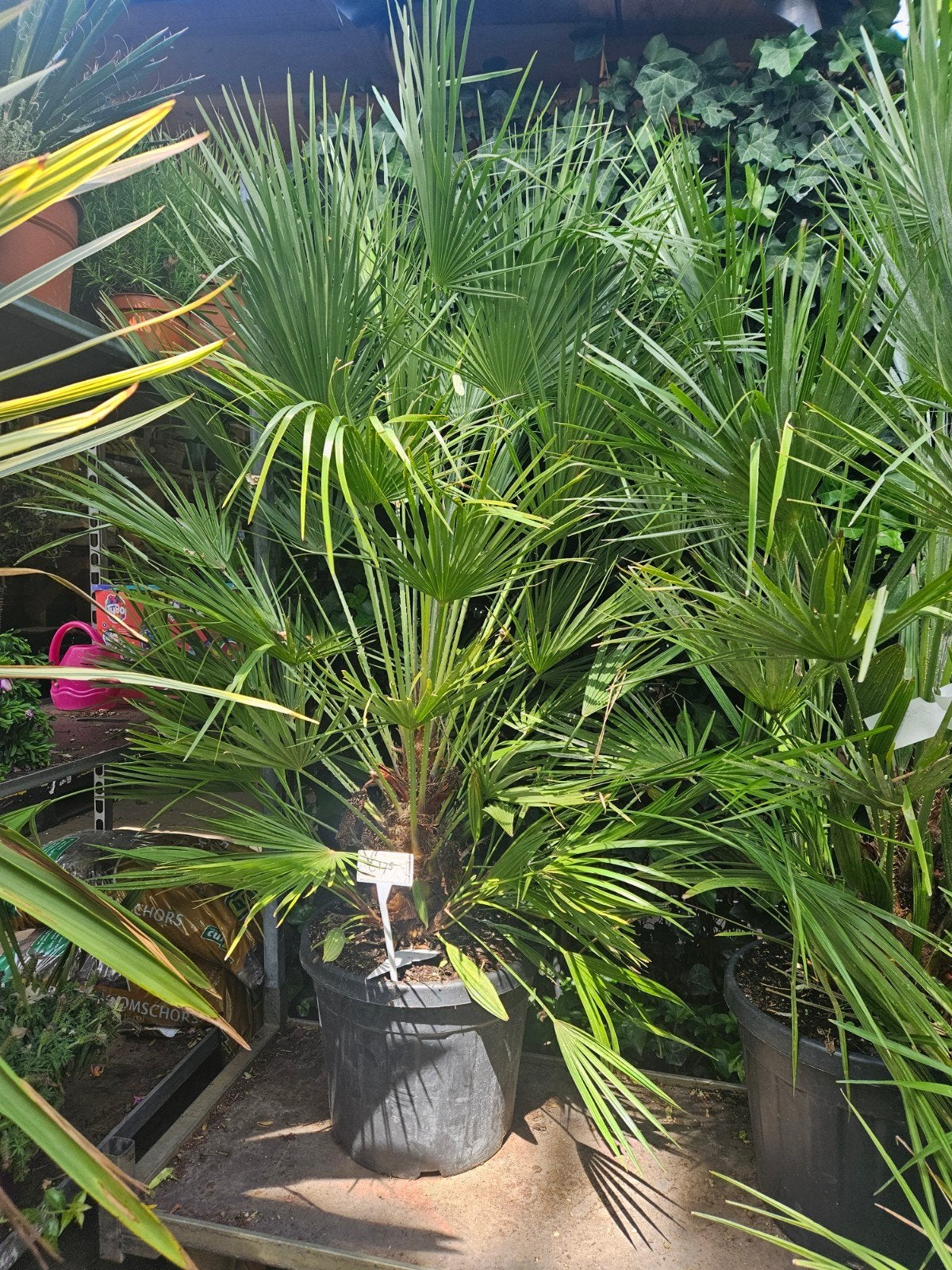 Palmen, Europese dwergpalm, trachycarpus & Rostrata, Ophalen of Verzenden, Overige soorten, Volle zon