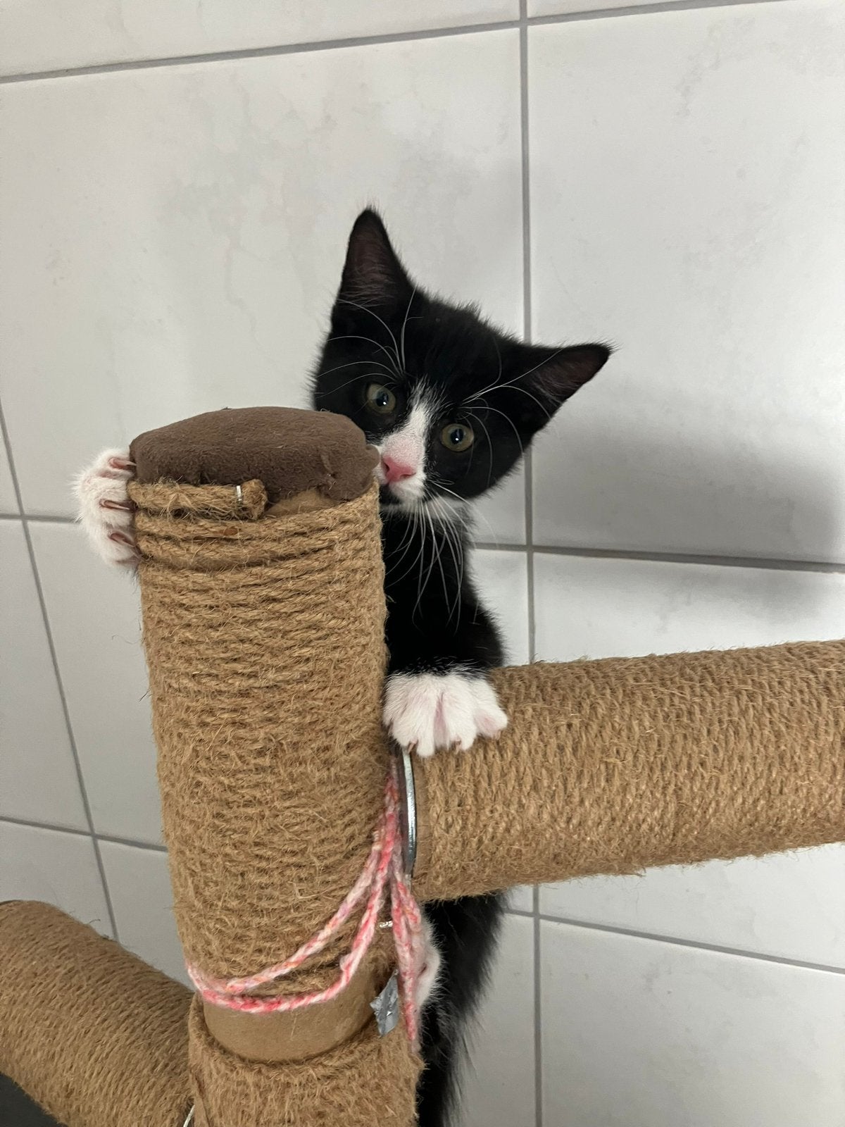 Lieve kittens, Dieren en Toebehoren, Meerdere dieren