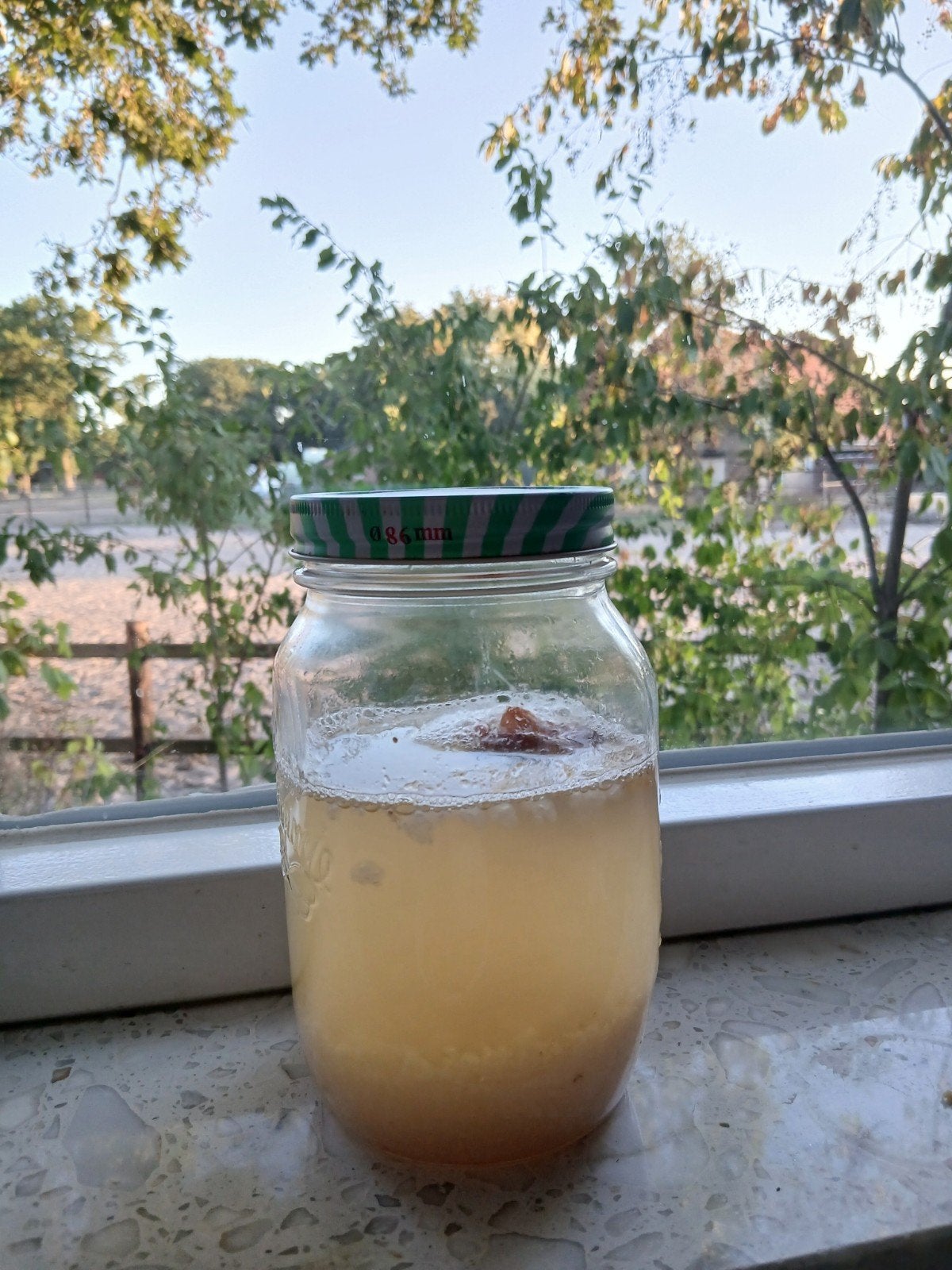 Waterkefir korrels, Ophalen