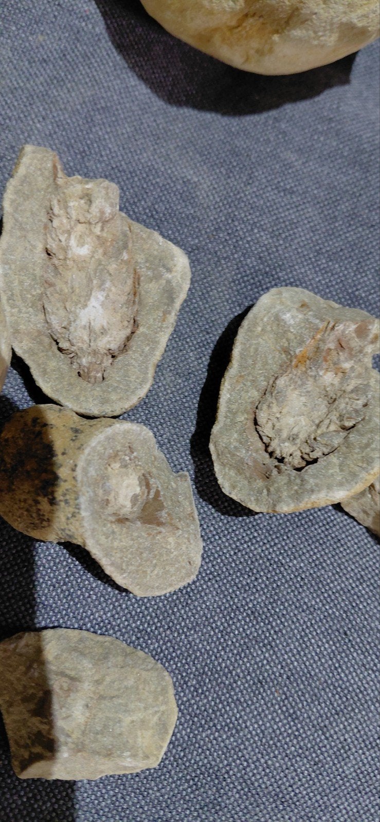 Fossiele Dennenappels, Takjes, Schelpen & Koraal, Verzamelen, Ophalen of Verzenden, Fossiel