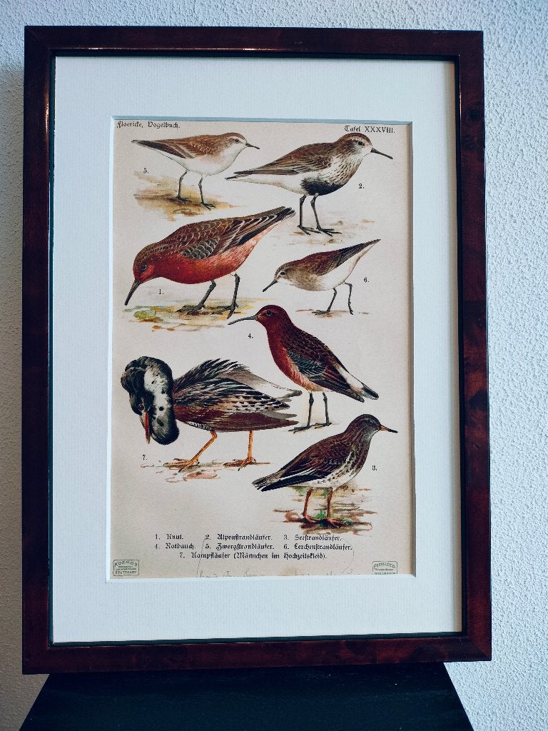 Litho Floericke Knut Grutto Kemphaan Strandloper 1922, Antiek en Kunst, Ophalen of Verzenden