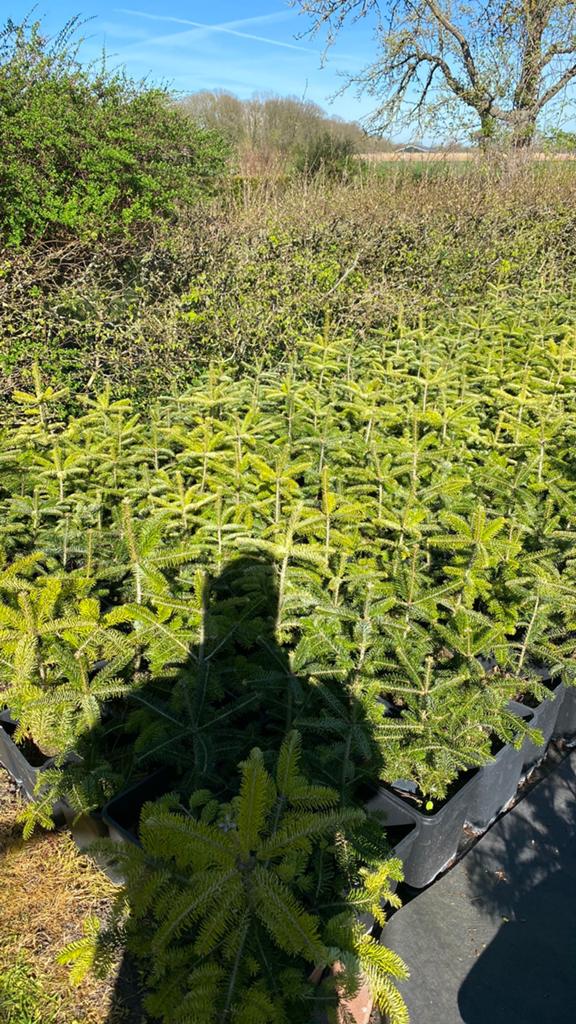 Plantgoed kerstbomen, Tuin en Terras, Planten | Struiken en Hagen, Overige soorten, Minder dan 100 cm, Ophalen