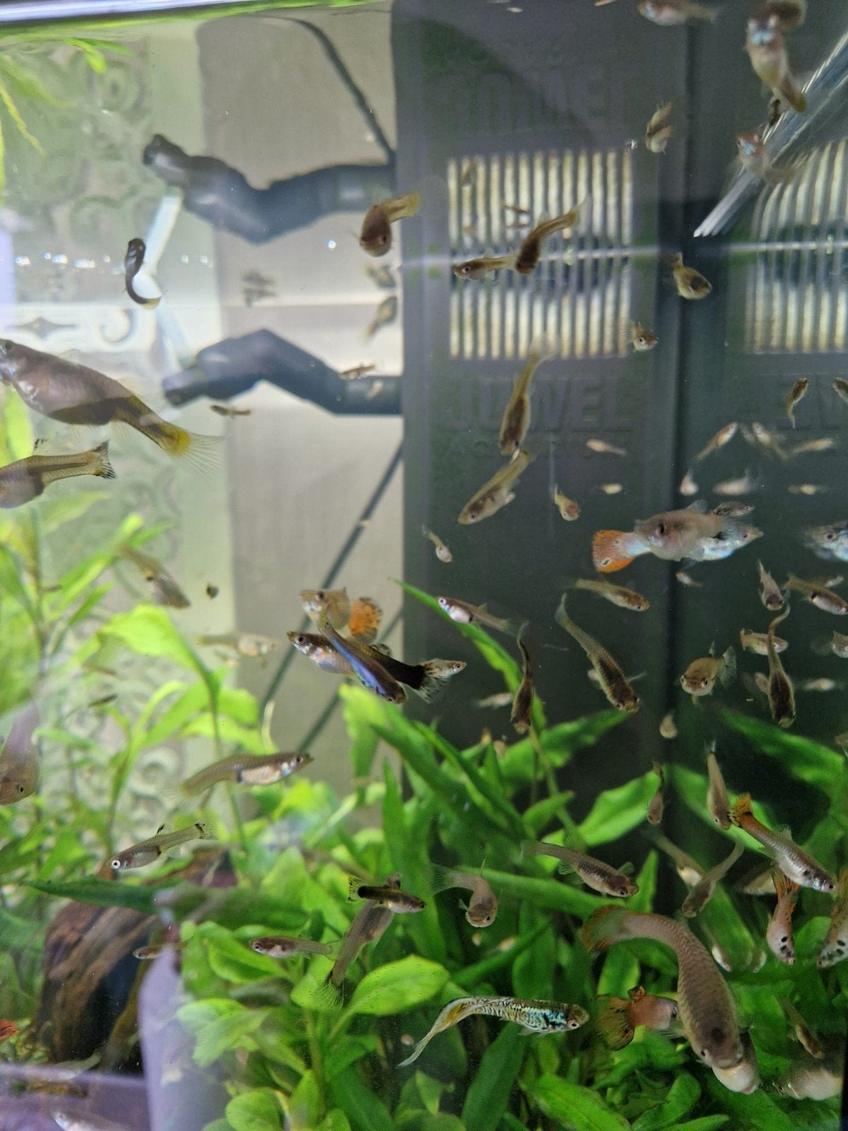Guppen Guppies Volwassen en Jong, Dieren en Toebehoren, Vissen | Aquariumvissen, Vis, Zoetwatervis, Schoolvis