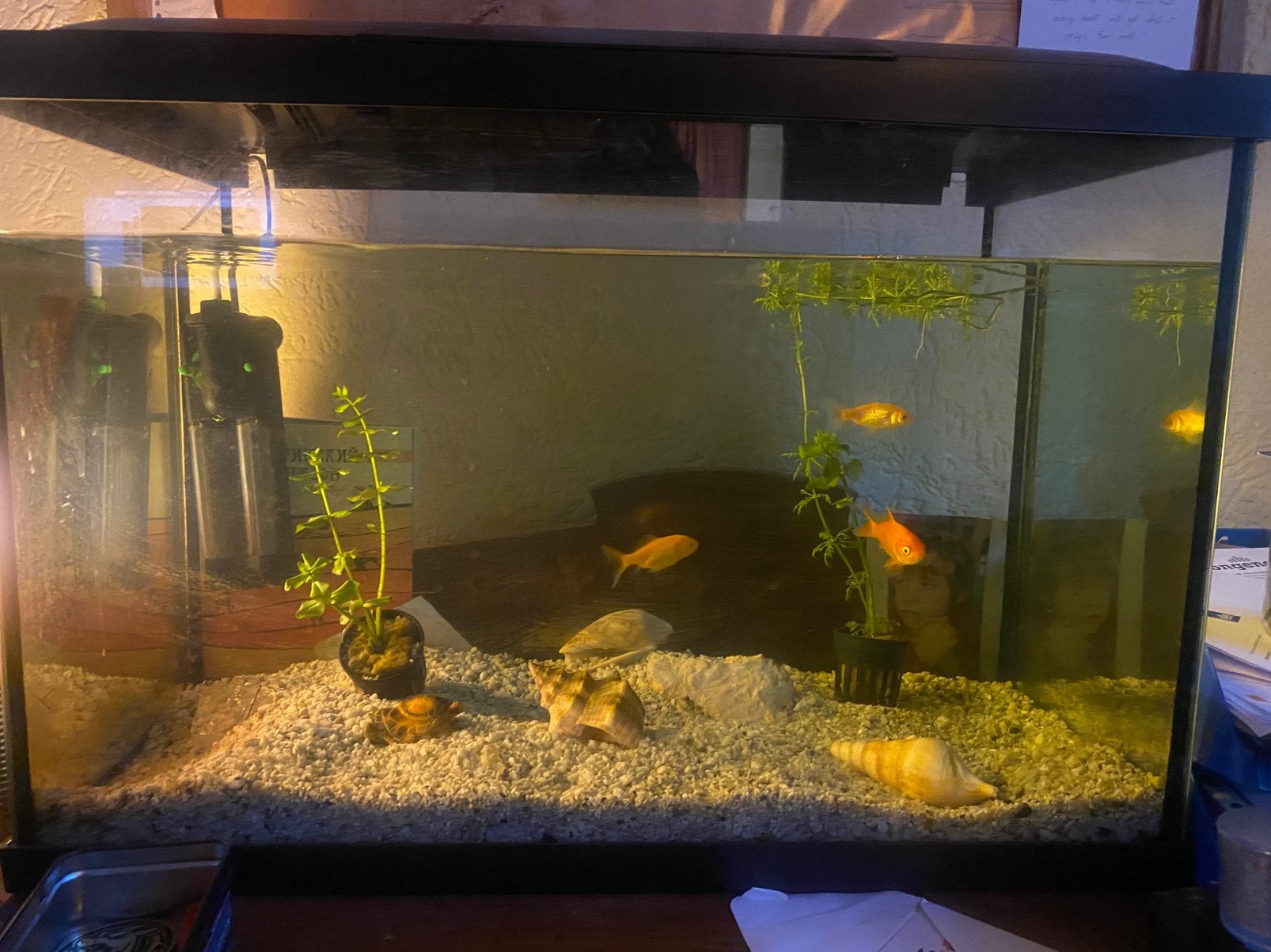 Acquarium met 3 goud vissen, Ophalen, Zo goed als nieuw