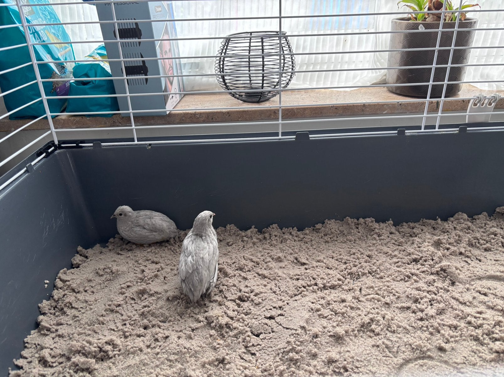 Dwergkwartel hen en haan, Meerdere dieren, Overige soorten