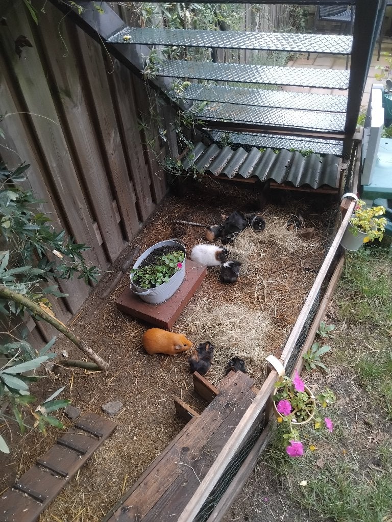 Jonge cavia's (v/m), Dieren en Toebehoren, Augustus, Meerdere dieren, Cavia