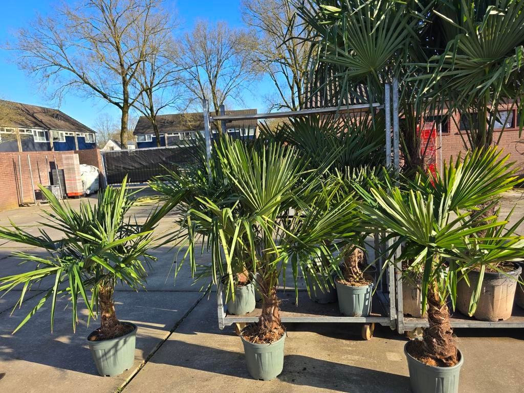Palmbomen trachycarpus €75 per stuk 2 voor €145, Volle zon, Ophalen of Verzenden, 100 tot 250 cm, Zomer