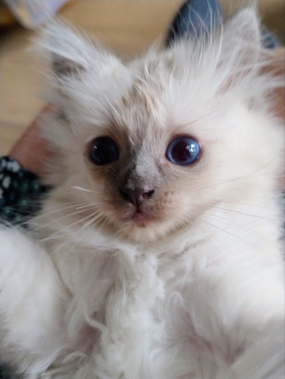 Ragdoll, Dieren en Toebehoren, Katten en Kittens | Raskatten | Langhaar, Poes, Ontwormd, 0 tot 2 jaar