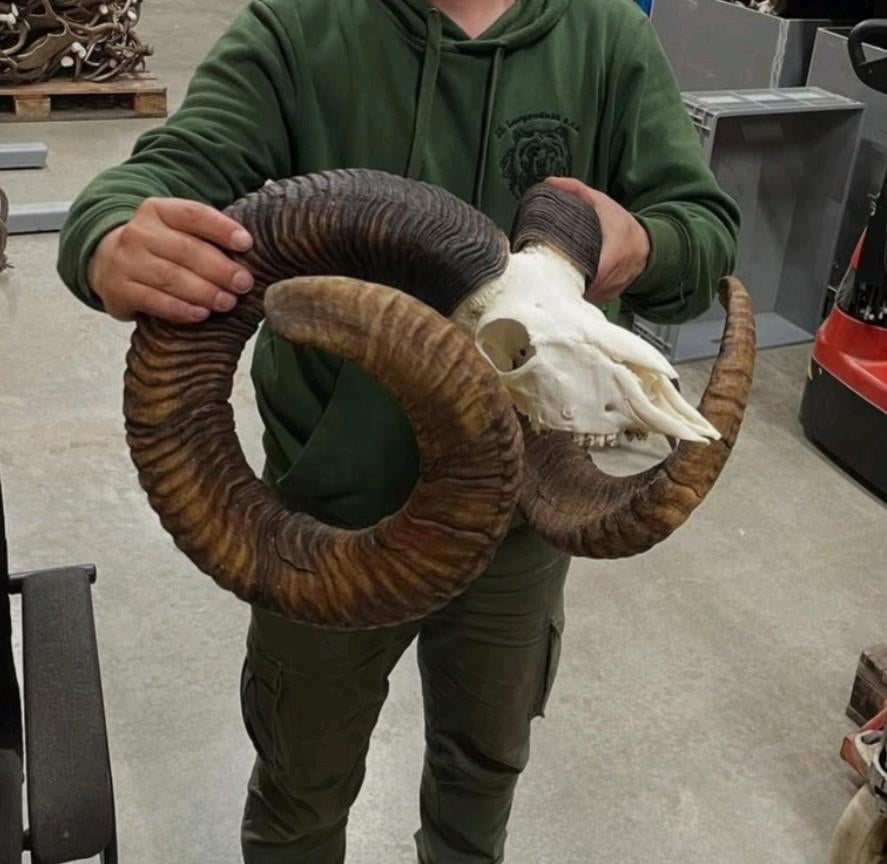 Moeflon schedels taxidermie opgezette dieren Moeflon ram kop, Ophalen, Nieuw, Schedel