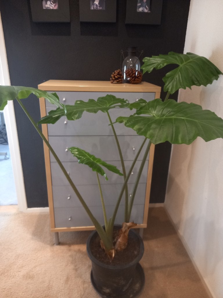 Plant Olifantsoor Alocasia Portodora, Huis en Inrichting, Ophalen, 100 tot 150 cm, Overige soorten, Halfschaduw