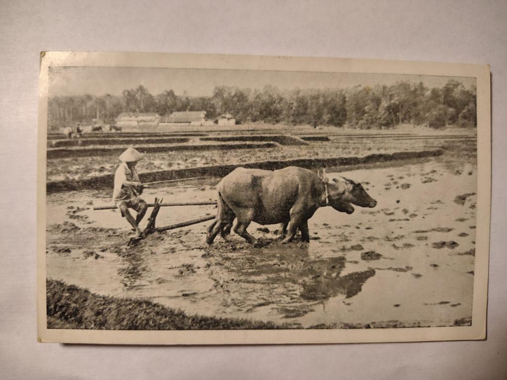 Nederlands-Indië 's Lands Plantentuin, Buitenzorg, Java, Ophalen of Verzenden, 1920 tot 1940