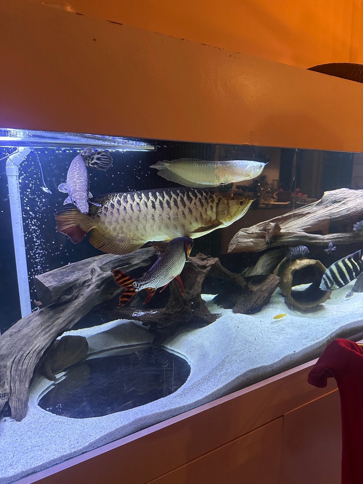 Arowana gar oscar pauwoog tilapia, Vis