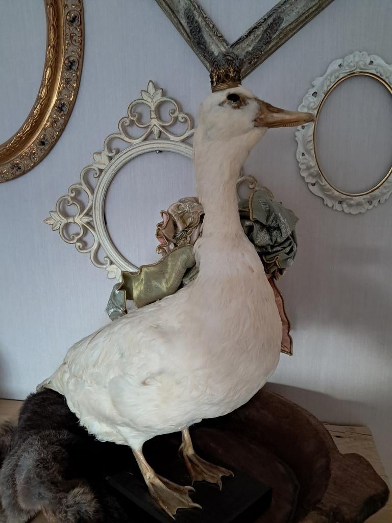 Witte eend (taxidermie), Ophalen of Verzenden