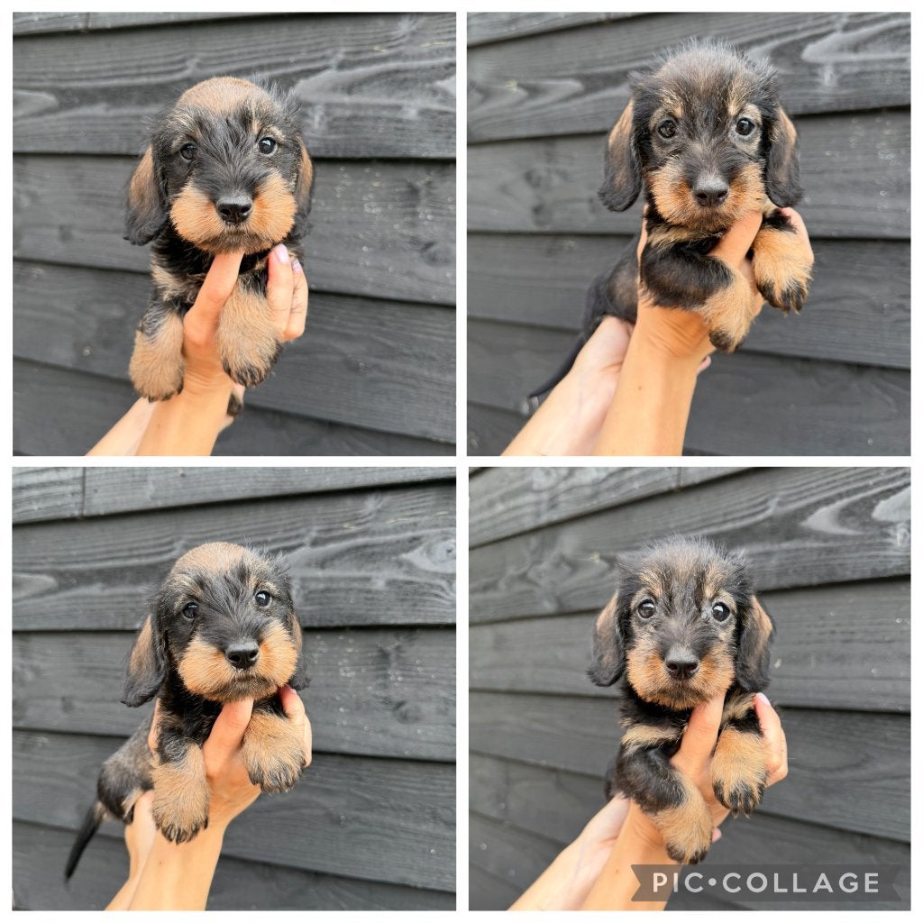 Dwerg Teckel Ruwhaar pups beschikbaar., Dieren en Toebehoren, Honden | Teckels en Dashonden, Parvo, Nederland, 8 tot 15 weken