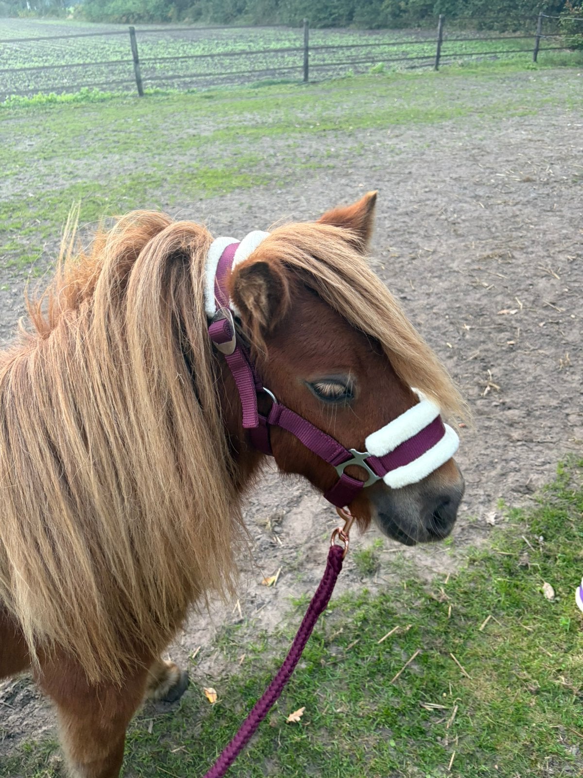 Lieve 3 jarige shetland merrie, Merrie, Met stamboom, A pony (tot 1.17m), 3 tot 6 jaar