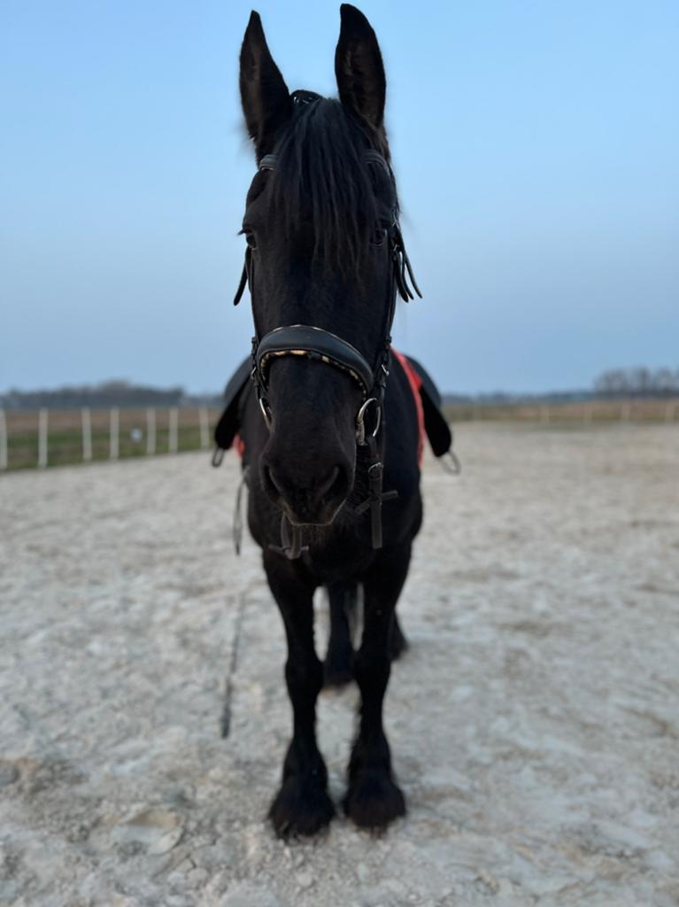 Bijrijder / lease gezocht voor lieve 16-jarige merrie, Ophalen