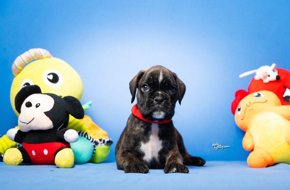 Boxer pup reutje, Particulier, 15 weken tot 1 jaar, CDV (hondenziekte), Buitenland