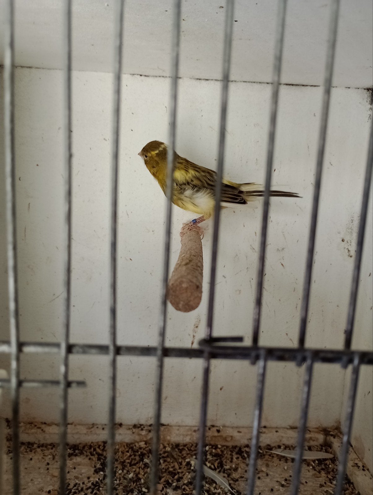 te koop kanarie man, Dieren en Toebehoren, Mannelijk, Kleurkanarie