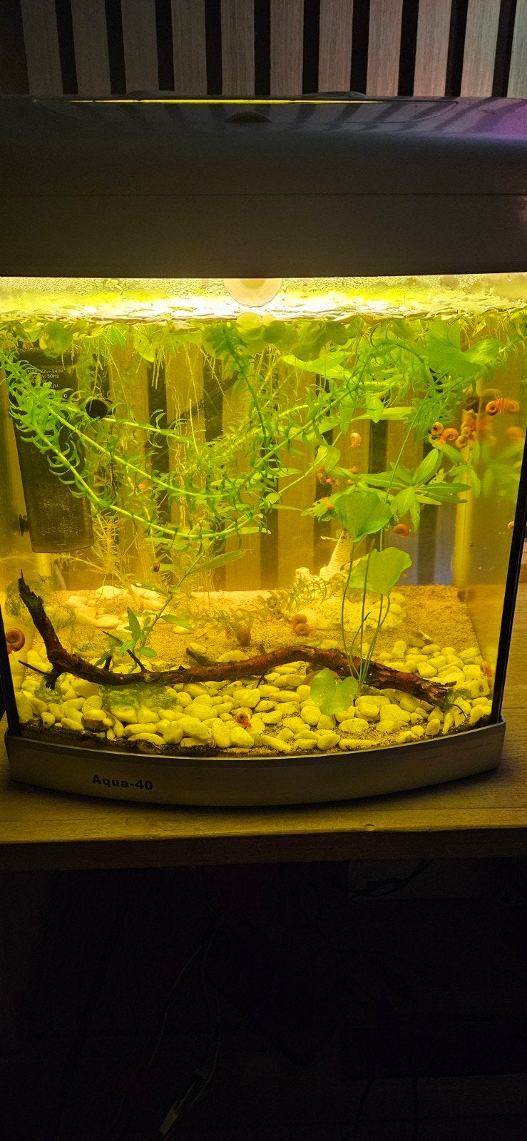 OverComplete aquarium met mix garnalen, Ophalen, Nieuw, Plant(en), Steen of Hout