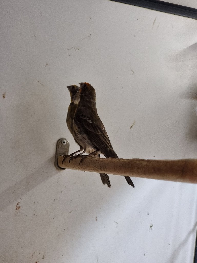 Roodmus | Tropische vogels | Passend advies, Dieren en Toebehoren, Vogels | Overige Vogels, Meerdere dieren, Tropenvogel, Geringd