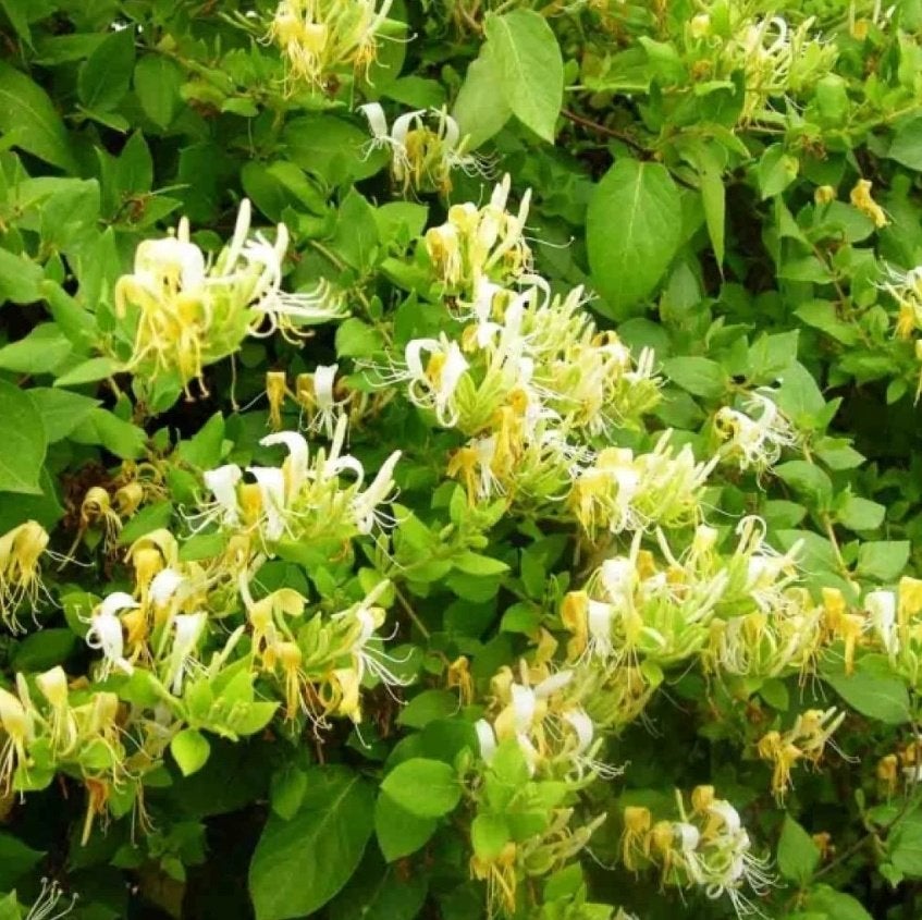 Kamperfoelie Lonicera Japonica Hall's Prolific 5 jaar oud, Ophalen, Volle zon, Vaste plant, Klimplanten
