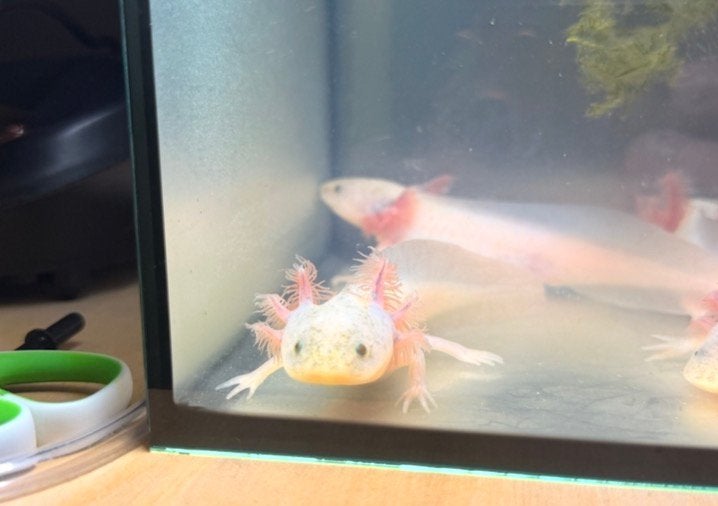Jonge Axolotls, Dieren en Toebehoren, Overige typen, Zoetwatervis