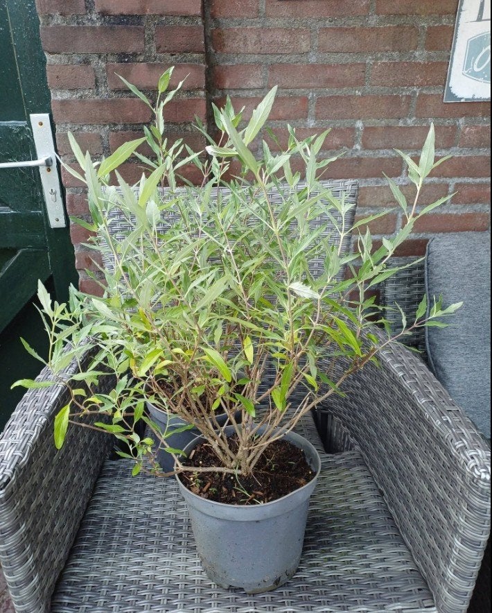 Caryopteris Clandonensis (Heavenly Blue), Ophalen, Overige soorten, Volle zon