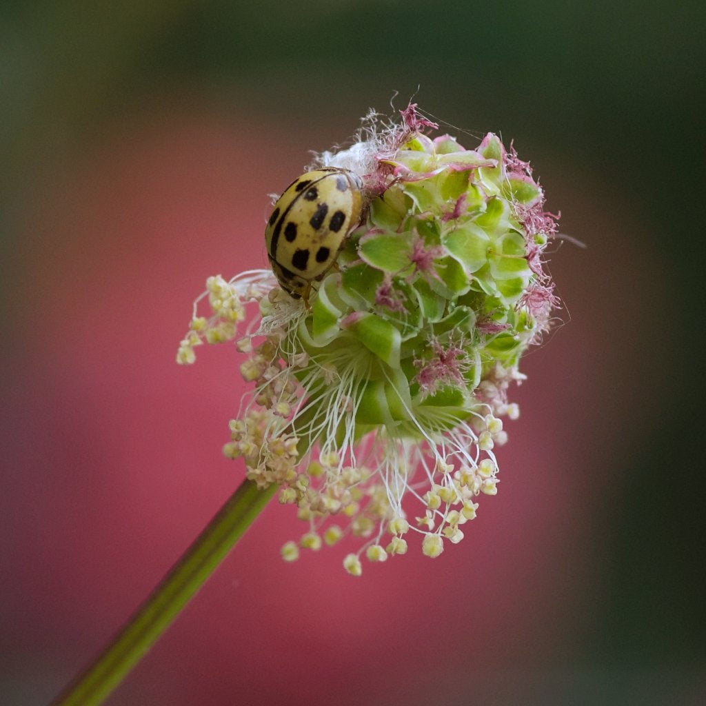 Zaden kleine pimpernel (Poterium sanguisorba) - inheems, bio, Tuin en Terras, Ophalen of Verzenden, Najaar, Volle zon, Zaad