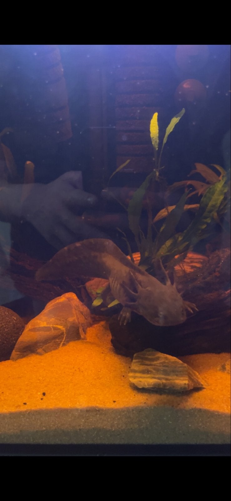 Axolotl, Slang, 0 tot 2 jaar