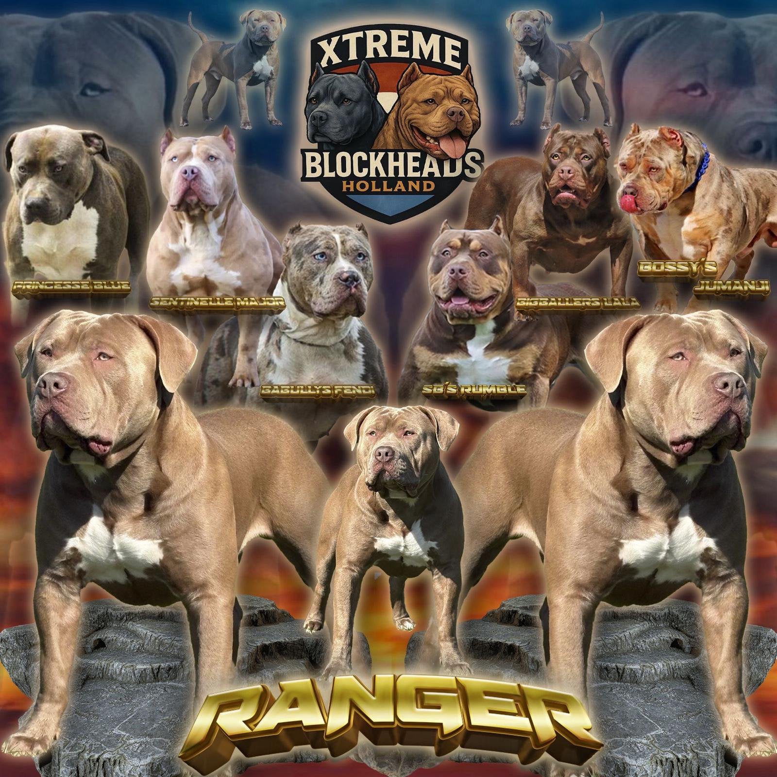 American Bully XL Dekreu – RANGER, Dieren en Toebehoren, Honden | Dekreuen, Reu, 1 tot 2 jaar, Parvo, Eén hond
