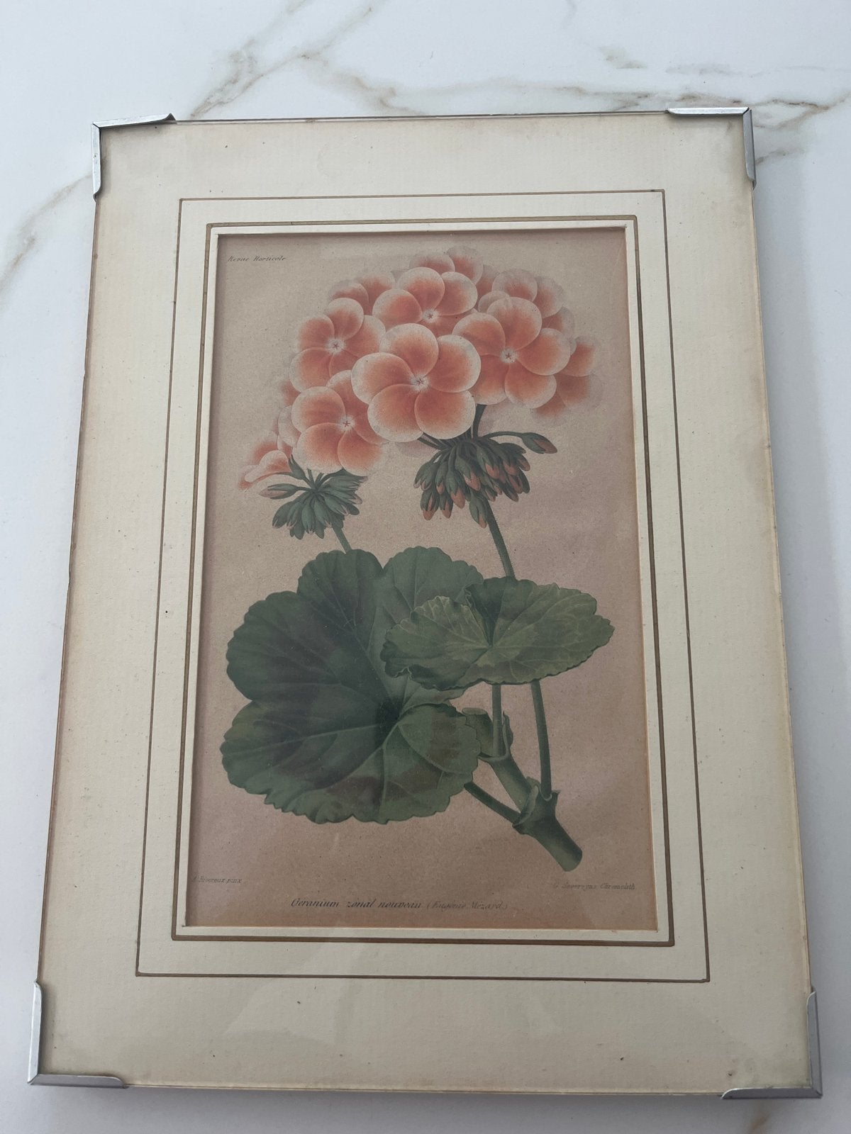 Antieke botanische print/litho, Ophalen of Verzenden, Print, Prent, Ingelijst