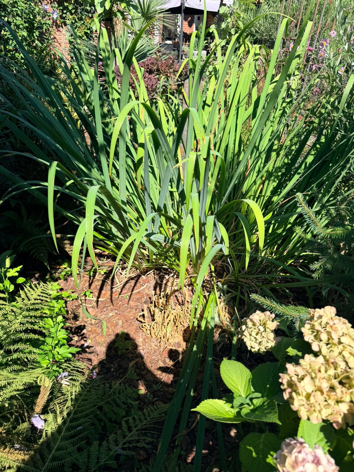 Gele iris, Tuin en Terras, Planten | Tuinplanten, Ophalen, Overige soorten, Volle zon