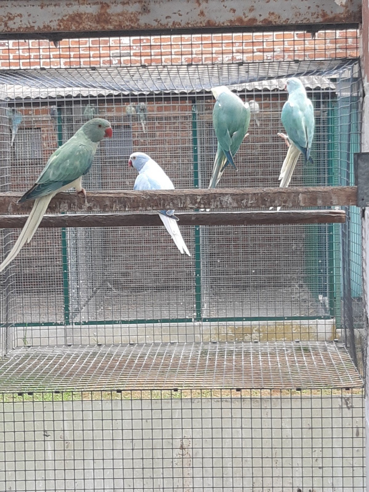 halsbanden