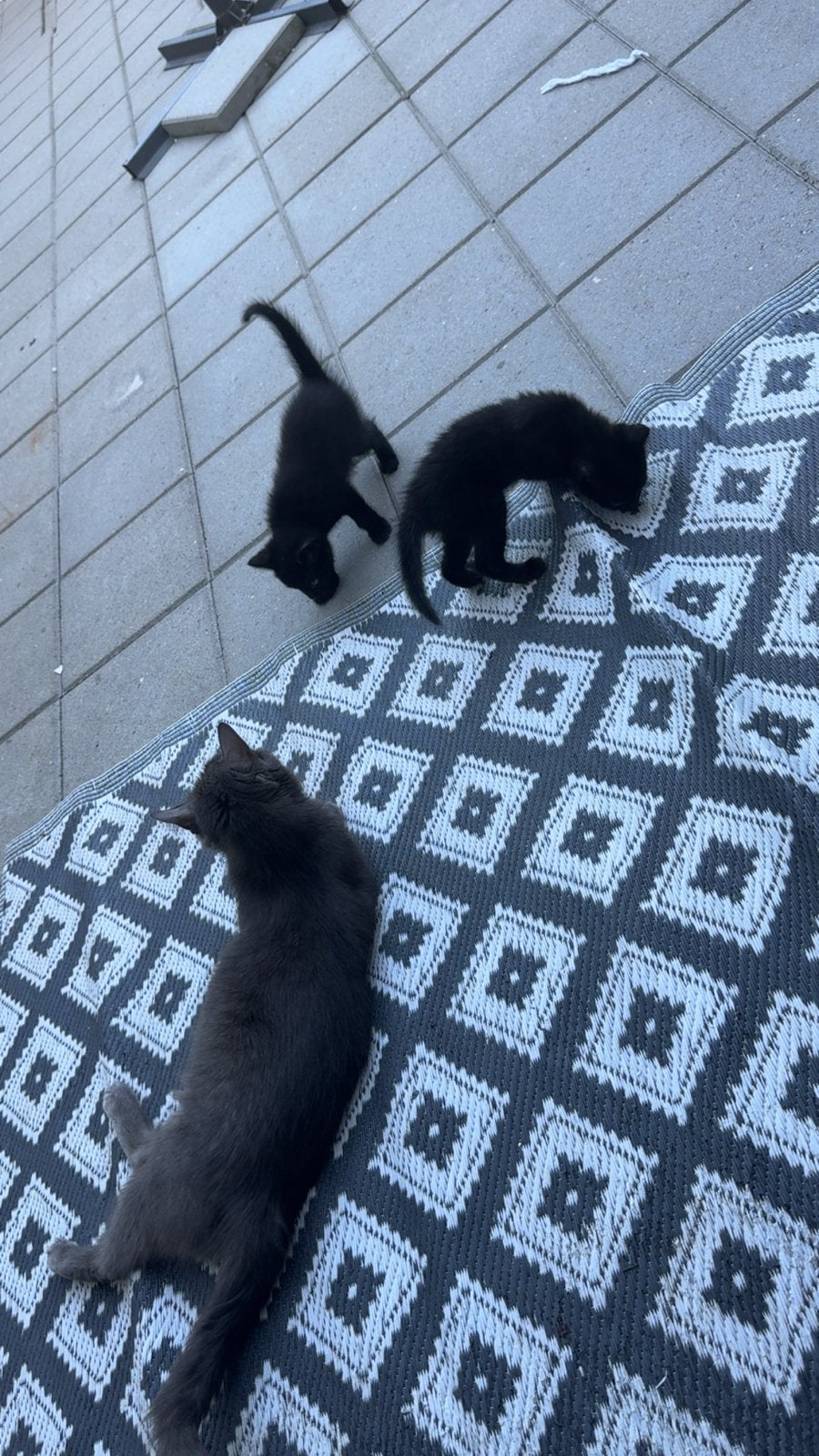 Kittens 11 weken, Dieren en Toebehoren, Katten en Kittens | Overige Katten, Meerdere dieren