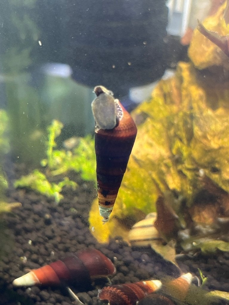 Faunus Sp. Cappuccino Aquariumslak, Slak of Weekdier, Zoetwatervis