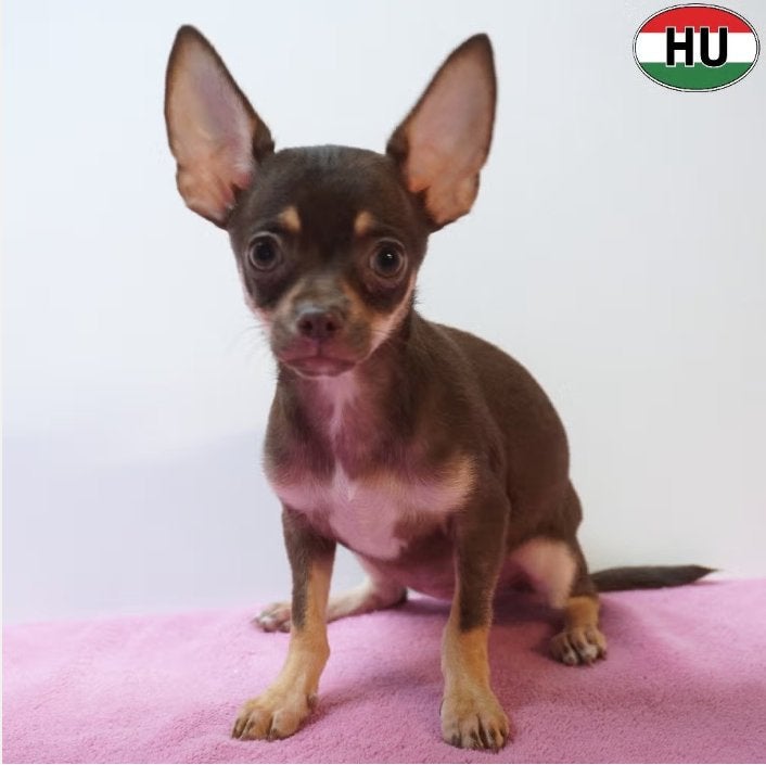 X Chihuahua - pups te koop, Dieren en Toebehoren, 15 weken tot 1 jaar, Handelaar, Buitenland, Parvo