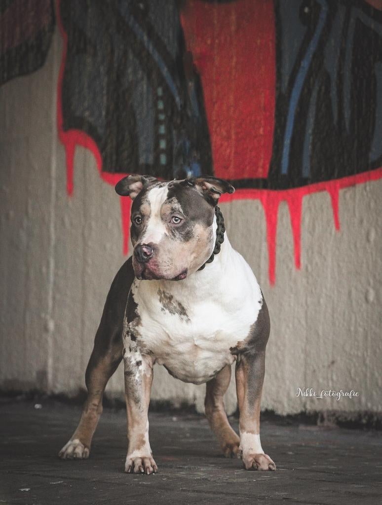 American bully 2jaar zoekt huisje, Dieren en Toebehoren, Honden | Bulldogs, Pinschers en Molossers, 1 tot 2 jaar, Parvo, Eén hond