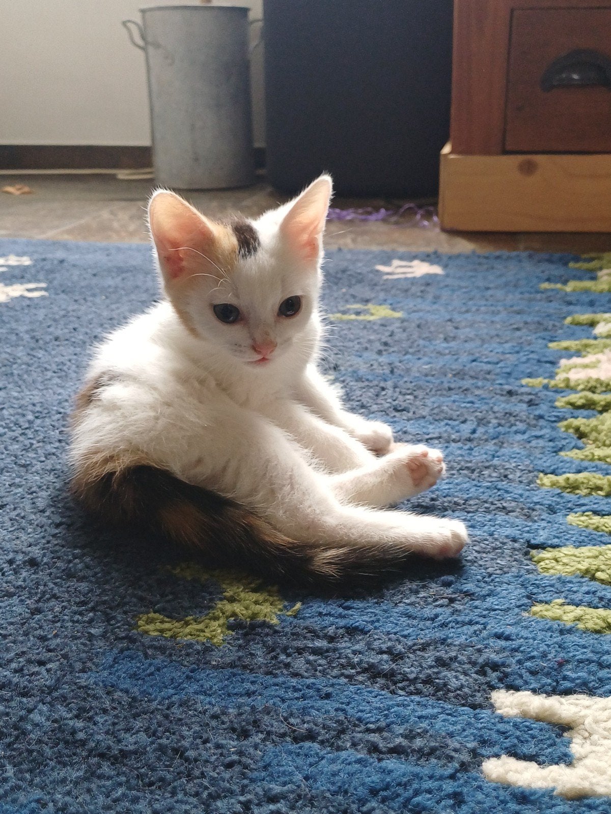 Prachtige lapjes kittens, Poes, Ontwormd, 0 tot 2 jaar