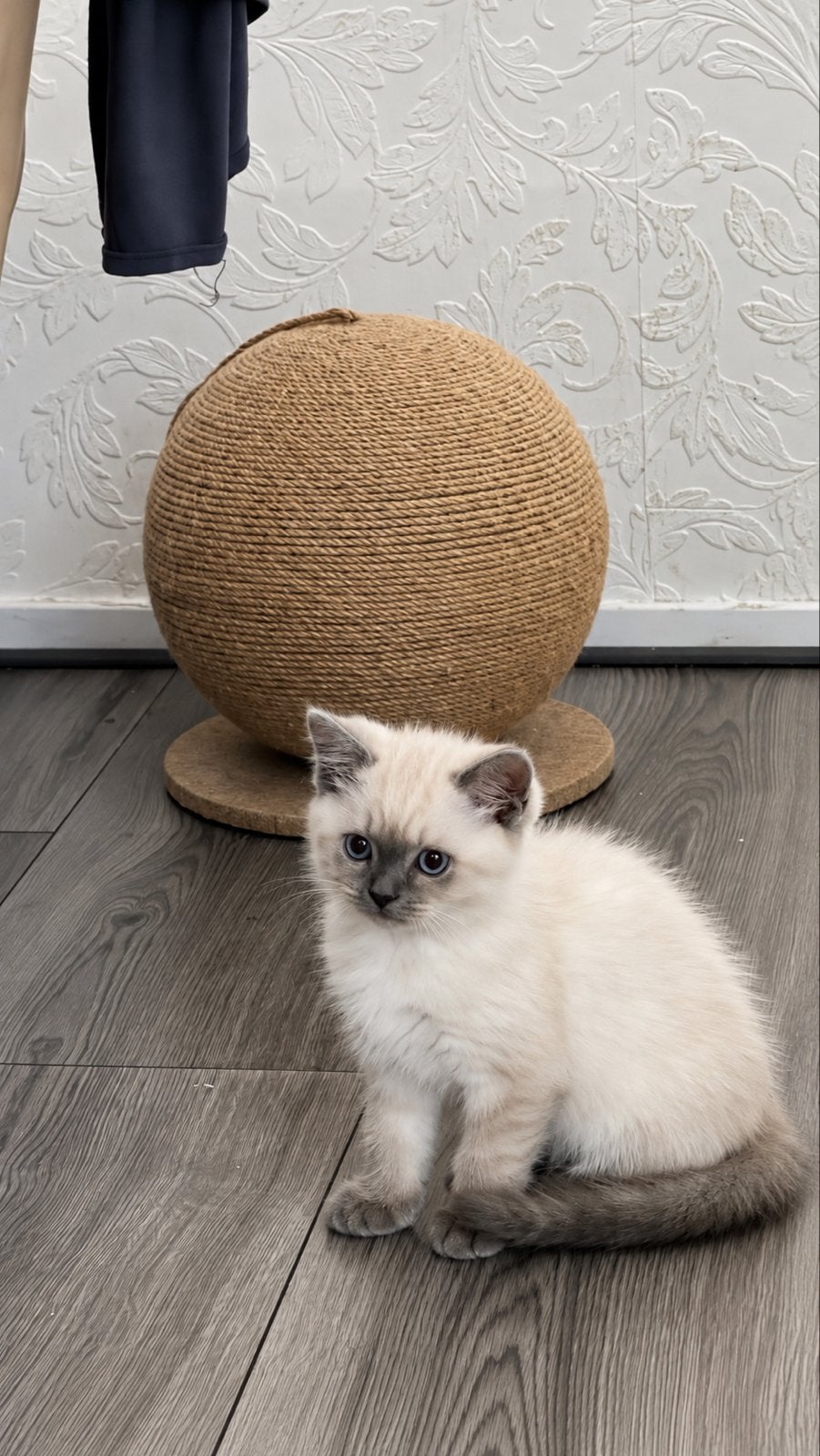 Kittens te koop ivm verhuizing, Dieren en Toebehoren