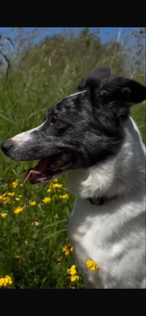 Ons lief hondje zoekt een warm nieuw thuis, Dieren en Toebehoren, Honden | Niet-rashonden, Particulier, Rabiës (hondsdolheid)