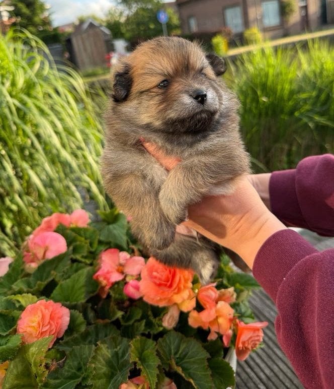 Pomeriaan teddy dog pups l welkom, Dieren en Toebehoren, Honden | Poolhonden, Keeshonden en Oertypen, Keeshond, Meerdere, Meerdere dieren
