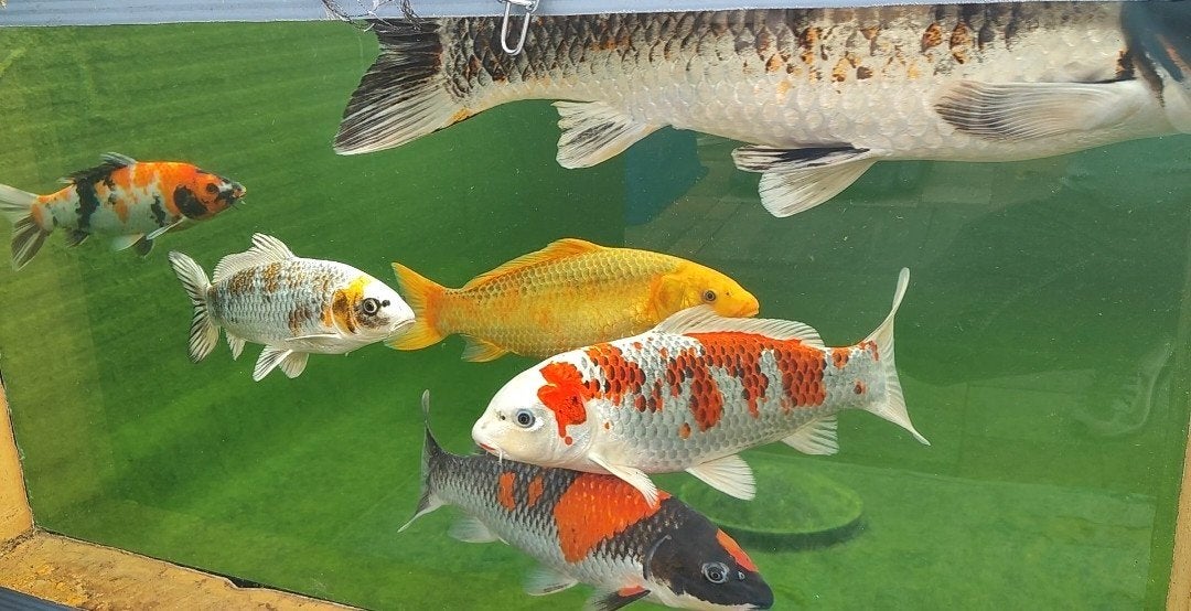 9 Japanse kois, Karper of Koi