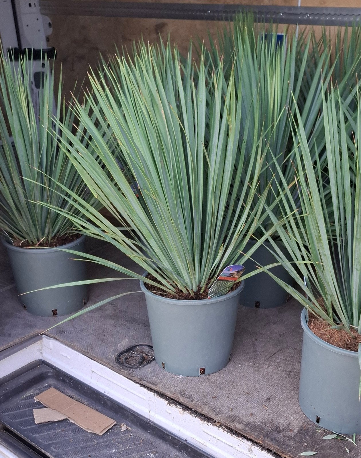 Yucca rostrata winterhard palm soort., Ophalen, Overige soorten, Volle zon