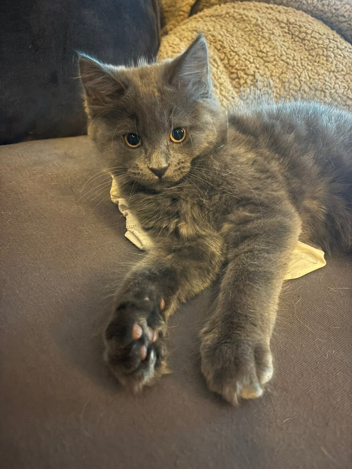 Main coon kittens, Dieren en Toebehoren, Meerdere dieren, Ingeënt