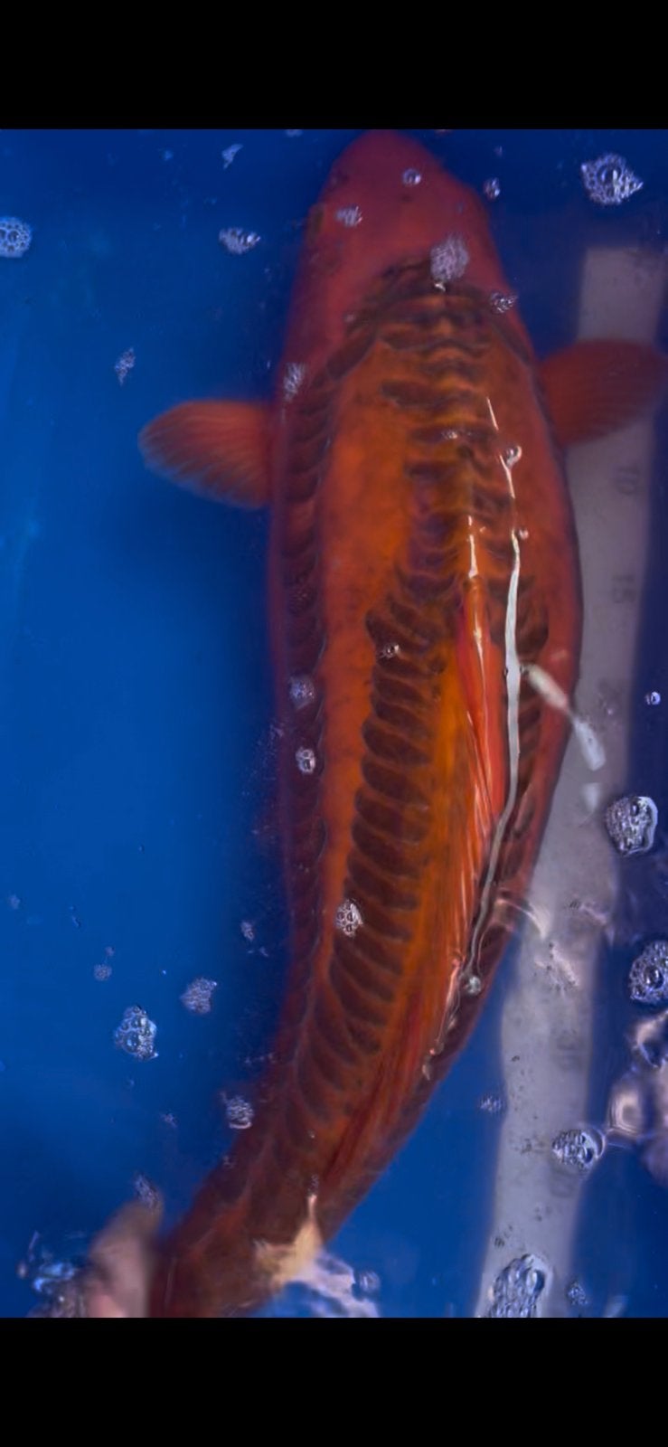 Doitsu Karashigoi Yagenji, Dieren en Toebehoren, Karper of Koi